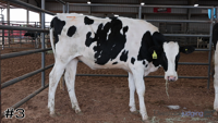 Heifer#3