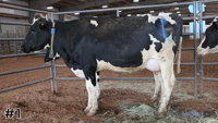 Cow#1