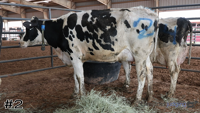 Cow#2
