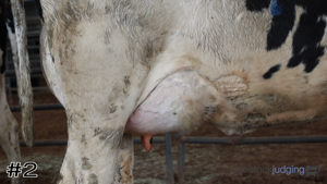 Class #5 Holstein Cows thumbnail