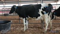 Cow#3