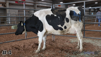 Cow#4
