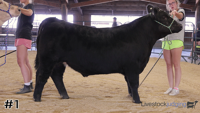 Steer#1