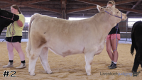 Steer#2