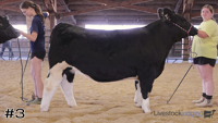 Steer#3