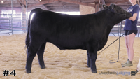 Steer#4