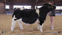 Steer#1