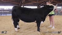 Steer#2