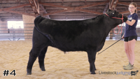 Steer#4