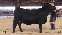 Heifer#1
