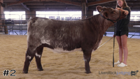 Heifer#2