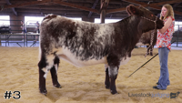 Heifer#3