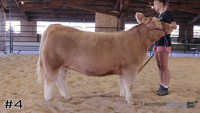 Heifer#4