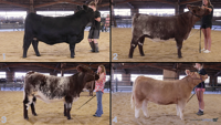 All Animals