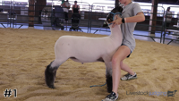 Lamb#1