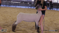 Lamb#2