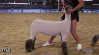Lamb#3