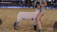 Lamb#2