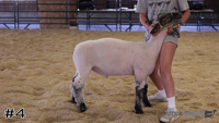 Lamb#4