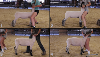 All Animals