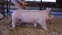 Hog#2