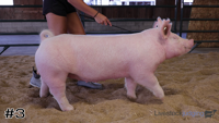Hog#3