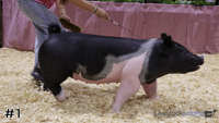 Hog#1