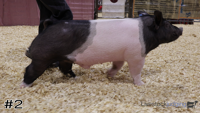 Hog#2