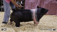 Hog#3