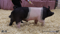 Hog#4
