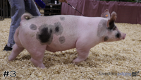 Hog#3