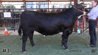 Steer#1