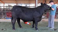 Steer#3