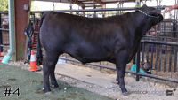 Steer#4