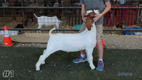 Goat#1