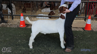 Goat#2