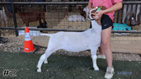 Goat#2