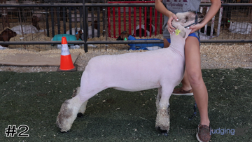Market Lambs class from 2026 Magnolia West FFA Online thumbnail