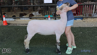 Lamb#3