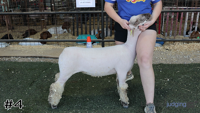 Lamb#4