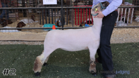 Lamb#2
