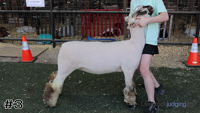 Lamb#3