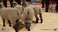 Ewe#1