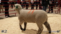 Ewe#2