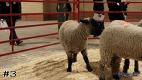 Ewe#3