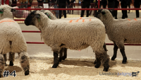 Ewe#4