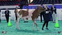 Heifer#2