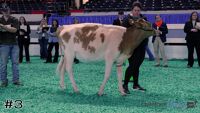 Heifer#3