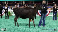 Heifer#2