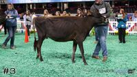 Heifer#3